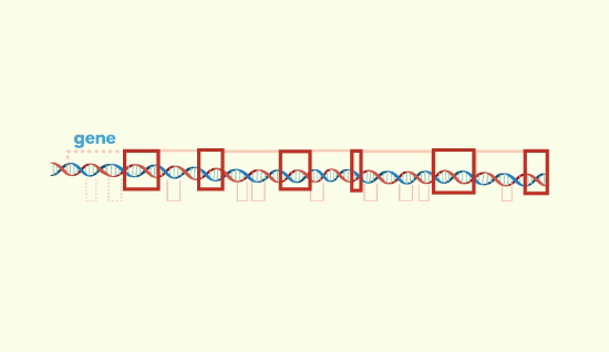 genetic makeup